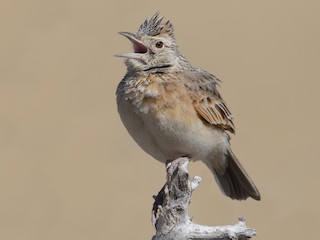 Adult (Rufous-naped) - Marco Valentini - ML622436155