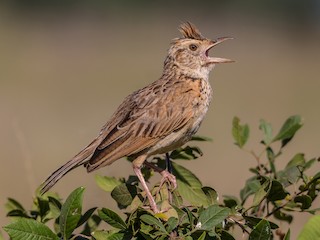 Adult (Rufous-naped) - Ruben Gaasenbeek - ML622436156