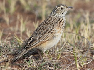 Adult (Rufous-naped) - Derek Engelbrecht - ML622436157