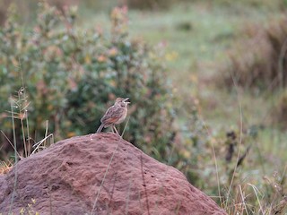 Adult (Rufous-naped) - Kirsten Abildskov - ML622436158