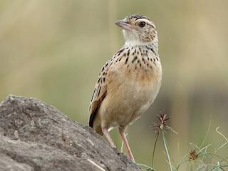 Adult (Serengeti) - Holger Teichmann - ML622436261