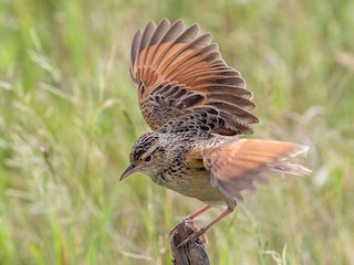 Adult (Serengeti) - Mahnaz Saigol - ML622436262