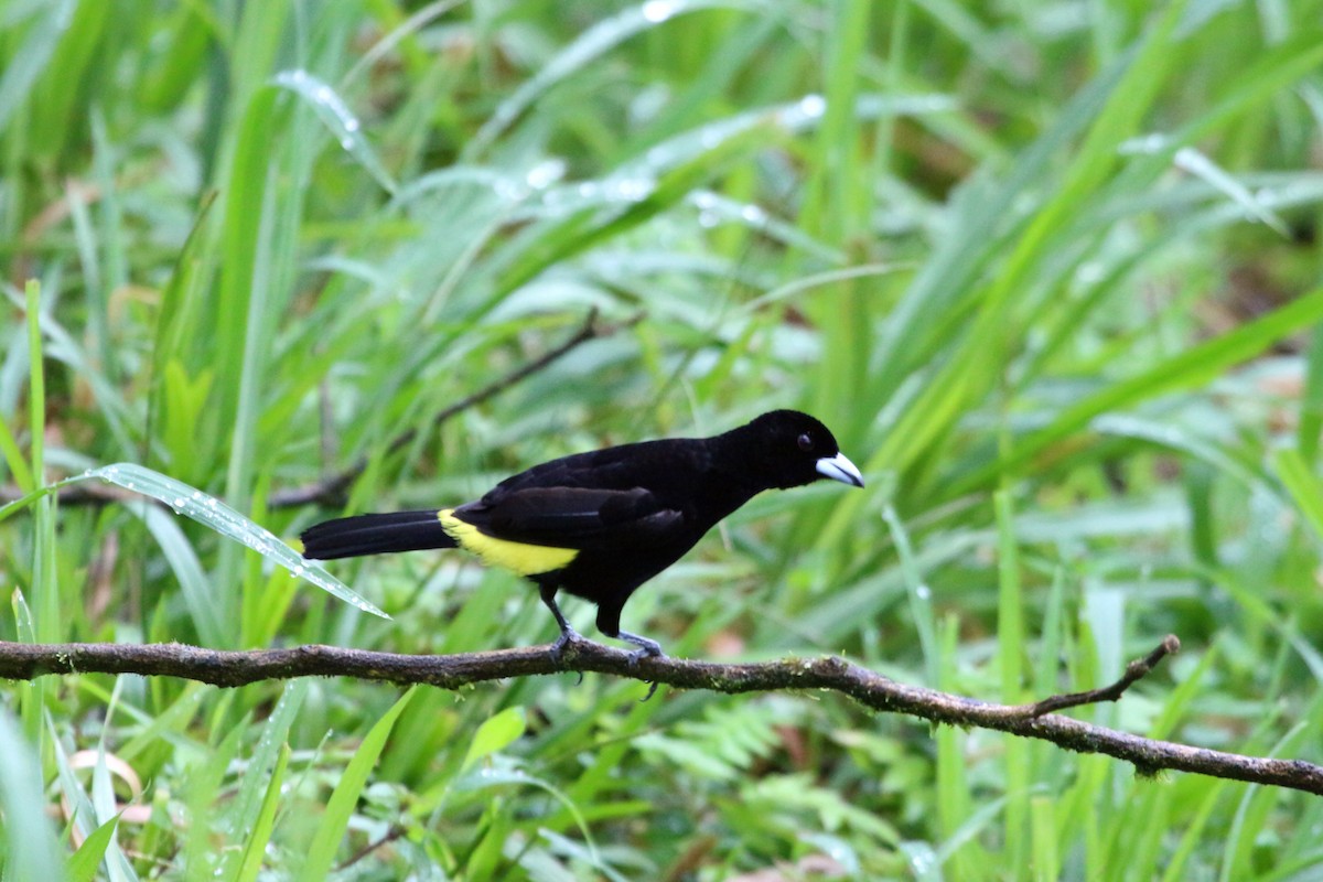 Flame-rumped Tanager (Lemon-rumped) - ML62243851