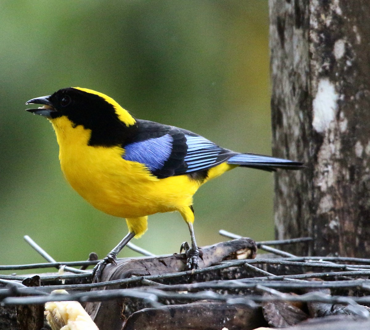 Blue-winged Mountain Tanager - John Drummond