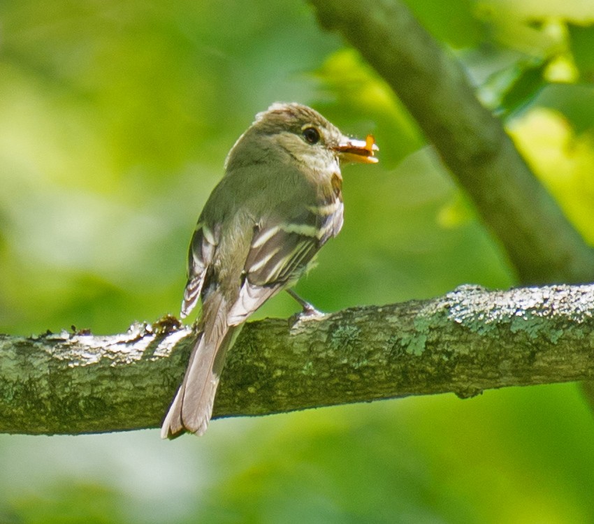 Acadian Flycatcher - Jack and Shirley Foreman