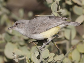 Adult (Yellow-bellied) - Holger Teichmann - ML622455671