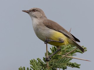 Adult (Yellow-bellied) - Ayuwat Jearwattanakanok - ML622455672