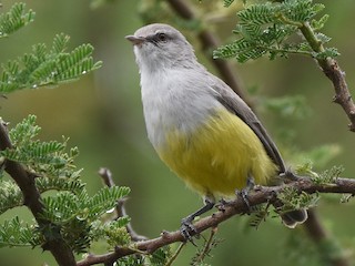 Adult (Yellow-bellied) - isaac kilusu - ML622455673