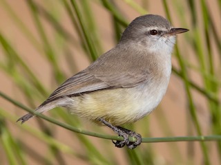 Adult (Yellow-bellied) - Luke Seitz - ML622455674