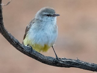 Adult (Yellow-bellied) - Terence Alexander - ML622455675