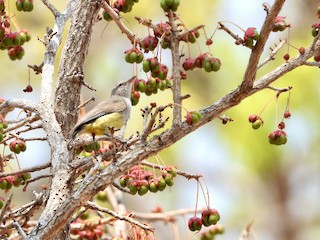 Adult (Yellow-bellied) - GARY DOUGLAS - ML622455676