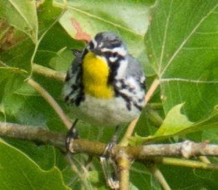 Yellow-throated Warbler - Jack and Shirley Foreman