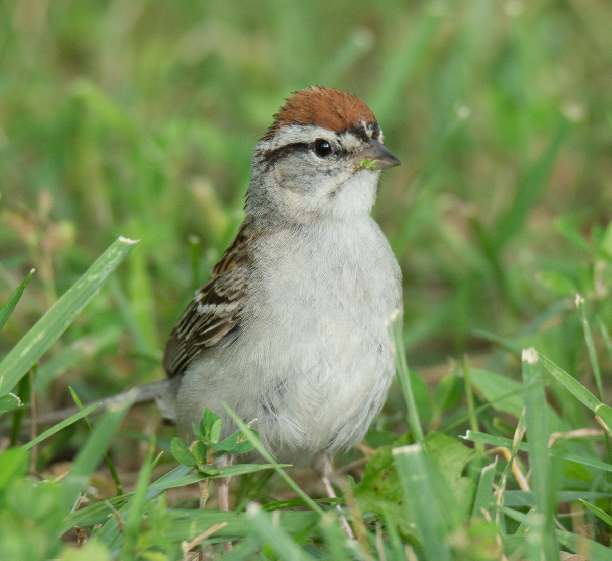 Chipping Sparrow - Jack and Shirley Foreman