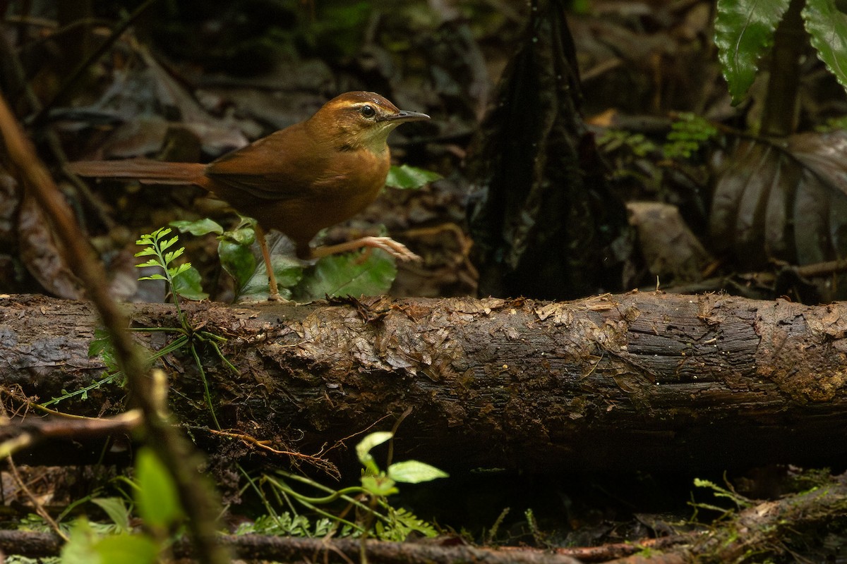 Joshua Bergmark | Ornis Birding Expeditions - ML622464661