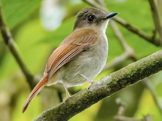  - Crocker Jungle Flycatcher