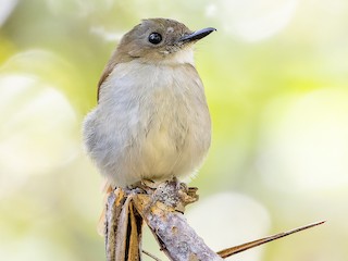  - Crocker Jungle Flycatcher