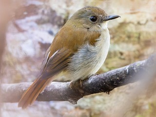  - Joachim Bertrands | Ornis Birding Expeditions - ML622477967