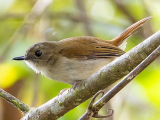  - Joachim Bertrands | Ornis Birding Expeditions - ML622477968