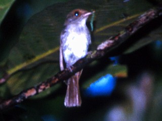  - Sulu Jungle Flycatcher