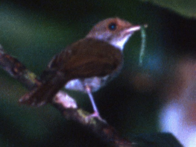 - Sulu Jungle Flycatcher - 