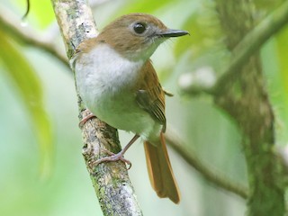  - Philippine Jungle Flycatcher