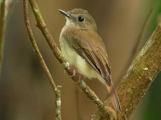  - Philippine Jungle Flycatcher