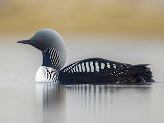  - Pacific Loon