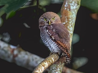  - Jungle Owlet