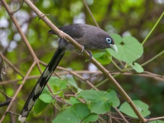  - Blue-faced Malkoha