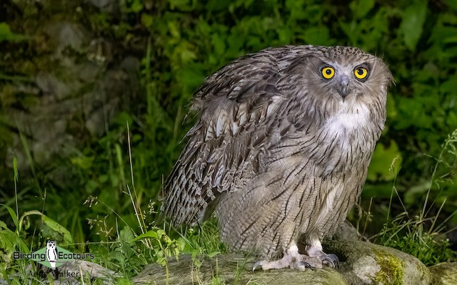 能登地震寄付　鷲と蛇　シンボルとしての動物
