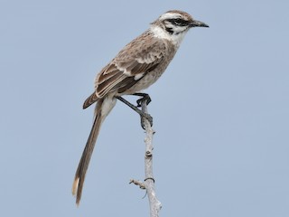 Langschwanz-Spottdrossel - eBird