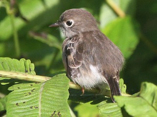 Pacific Robin - eBird