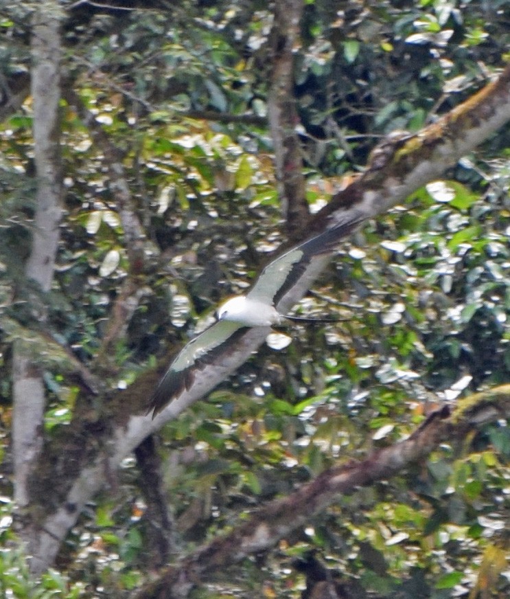 Swallow-tailed Kite - ML62251791