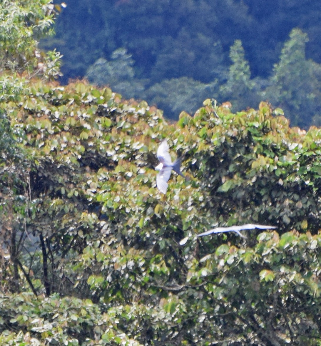 Swallow-tailed Kite - ML62251801