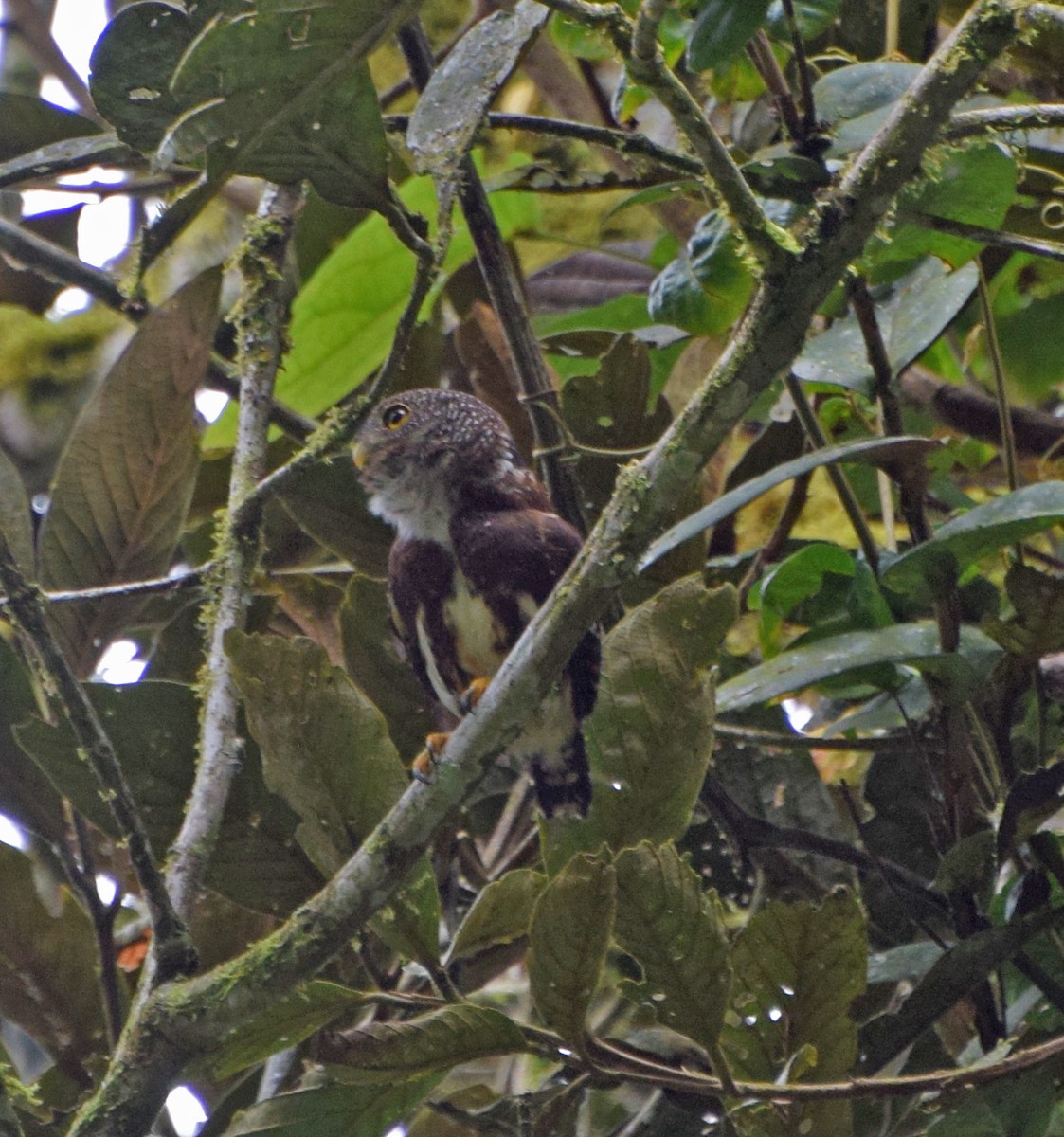 Ekvador Serçe Baykuşu - ML62251811