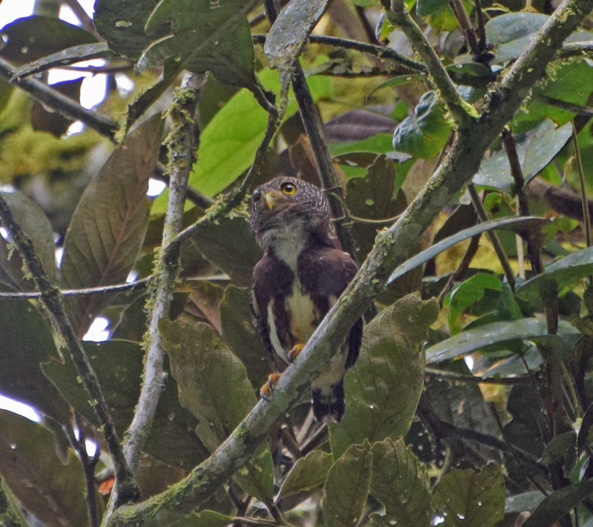 Ekvador Serçe Baykuşu - ML62251821