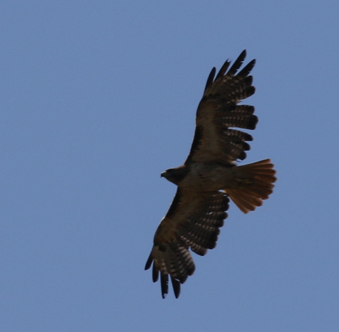 Red-tailed Hawk - ML62252471