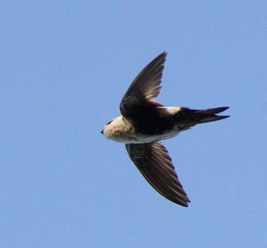 White-throated Swift - ML62252501
