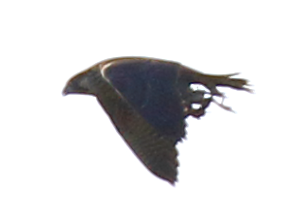 Peregrine Falcon - ML62252551