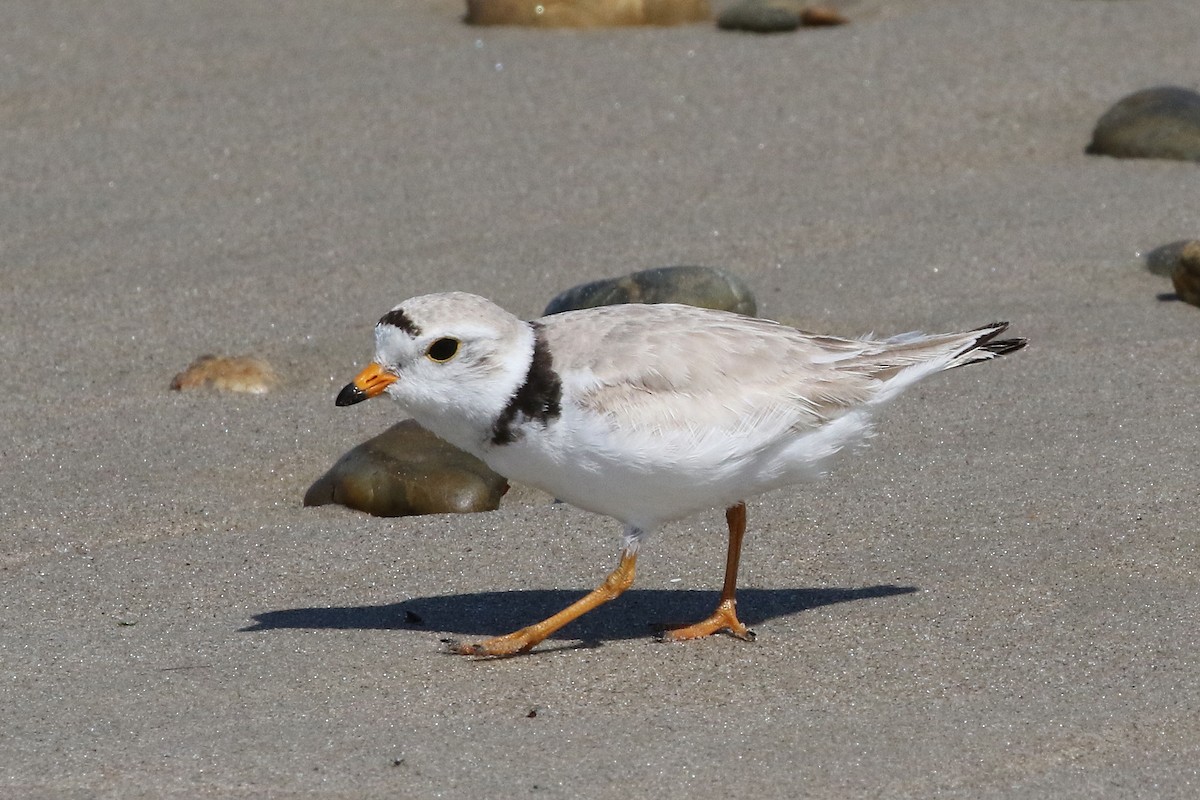 Piping Plover - Mark Chavez