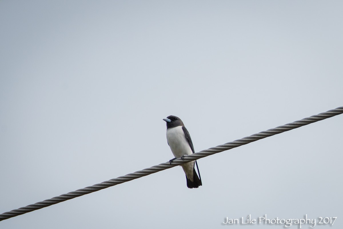 White-breasted Woodswallow - ML62254201