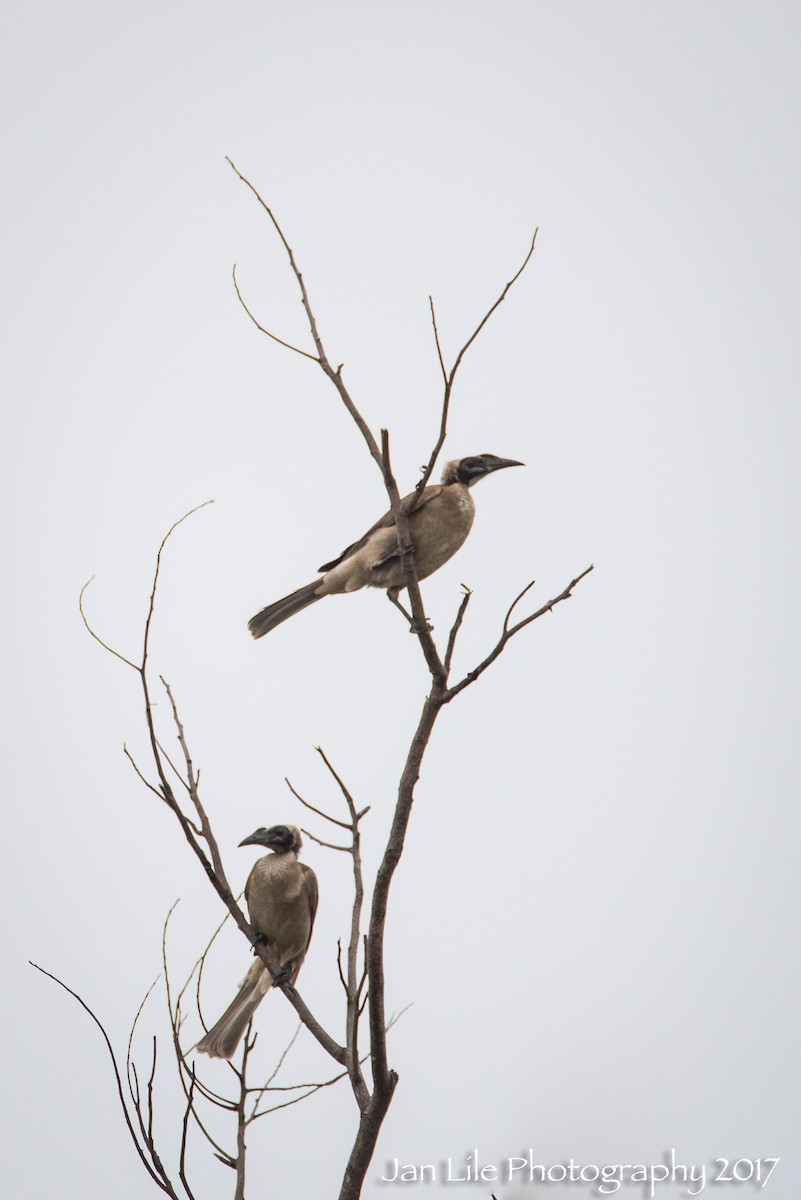 Helmeted Friarbird (Hornbill) - ML62254221