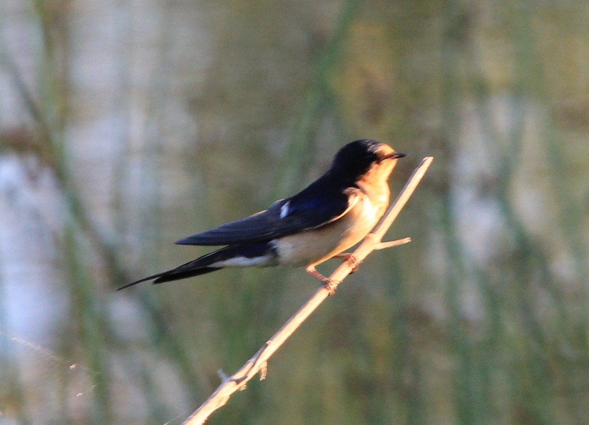 Barn Swallow - Nels Nelson