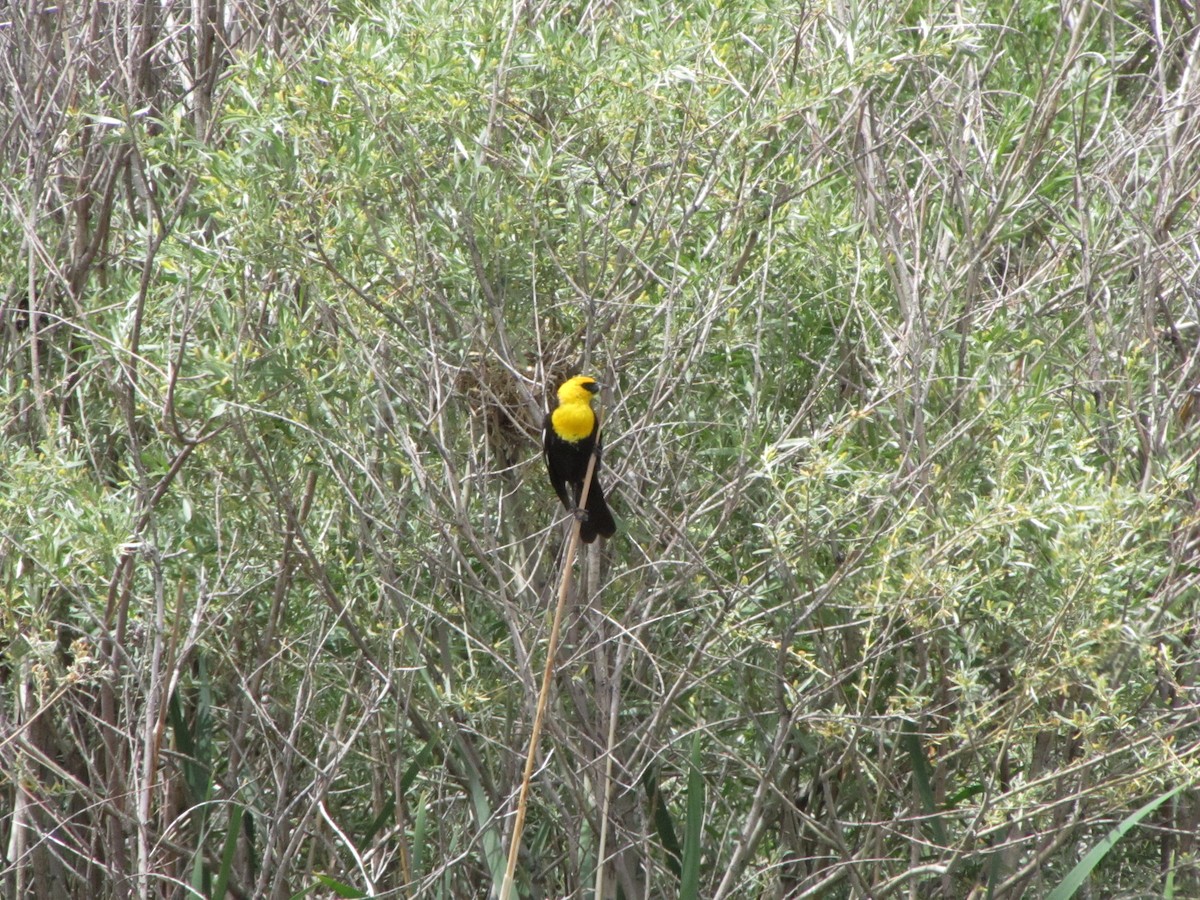 Yellow-headed Blackbird - Jane Thompson