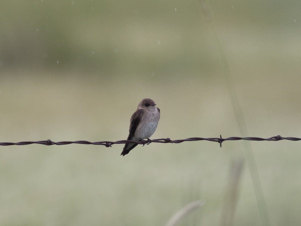 Northern Rough-winged Swallow - matthew sabatine