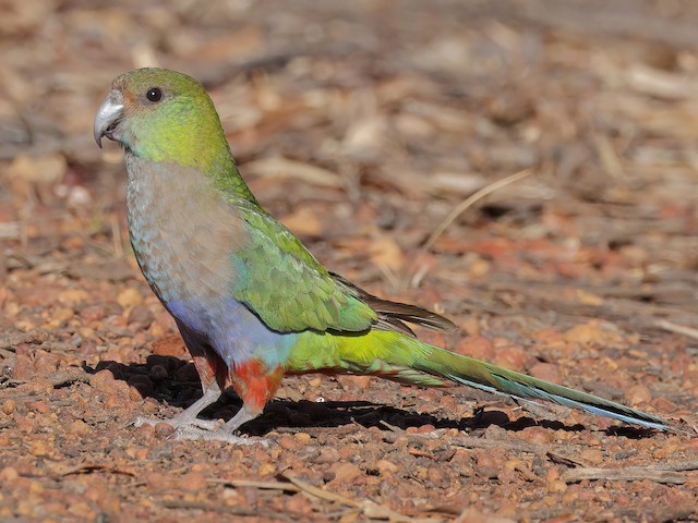 Photos Red capped Parrot Purpureicephalus spurius Birds of the World