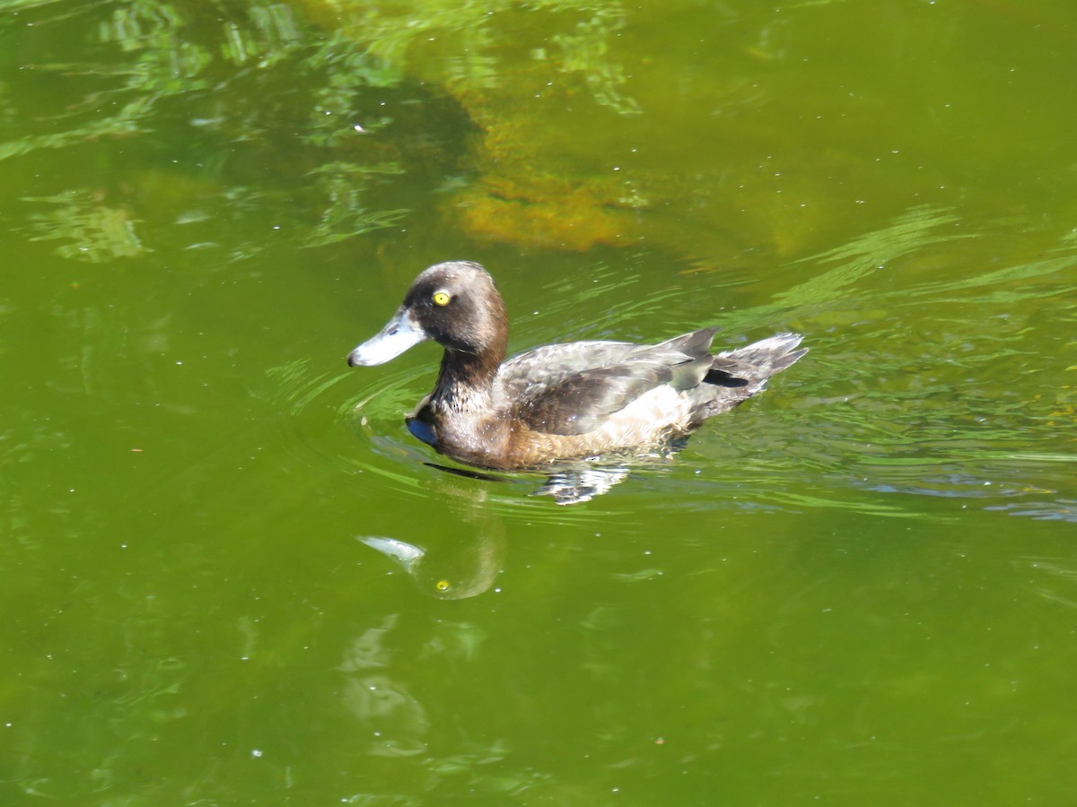 Tufted Duck - ML62257471