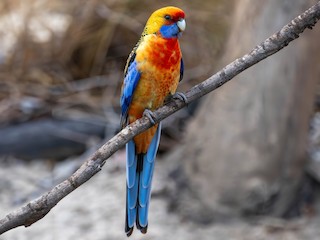  - Crimson Rosella (Crimson x Yellow)