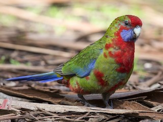  - Crimson Rosella (Crimson)