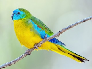 somali様　2016 ニウエ 絶滅危惧種コインコレクション ユキヒョウ somali様 2016 ニウエ 絶滅危惧種コインコレクション ユキヒョウ